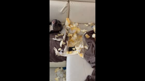 Two dogs make a mess of couch inside home in Częstochowa, Poland