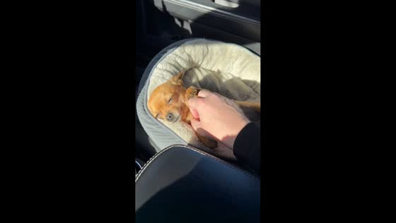 Dog adorably asks for scratches during car ride in Calgary, Alberta, Canada