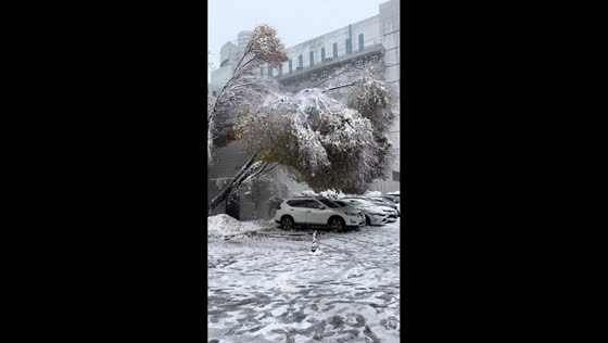 Snow-laden tree falls on vehicles in Xinjiang, China