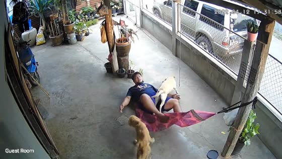 Hammock snaps as man lifts dog in Buri Ram, Thailand