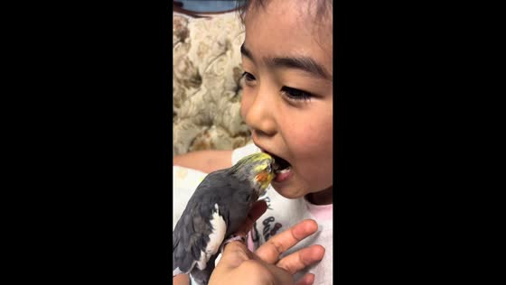 Cockatiel amusingly pulls out child’s loose baby tooth in Gansu, China
