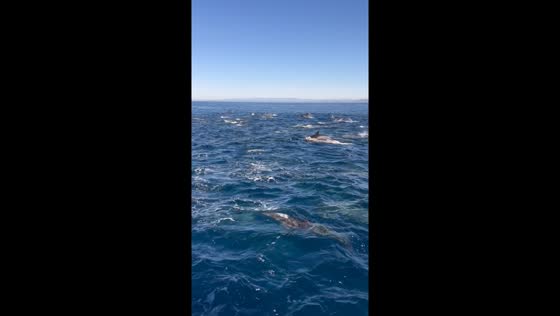 Dolphin stampede: massive pod of 400-500 dolphins spotted in San Diego waters
