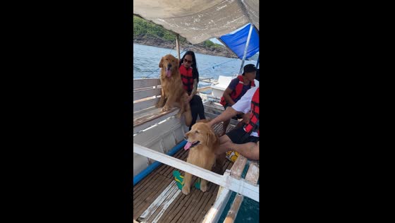 Golden retrievers' boat adventure: cruising to Papaya Cove for cliff jumping