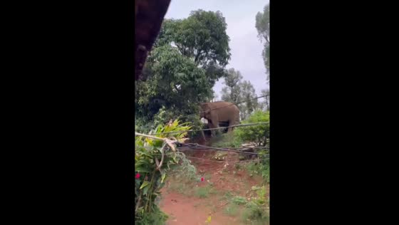 Elephant shakes mango tree and feasts on fallen fruit in Kerala, India