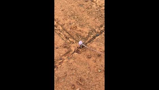 Ant carries a flower in Formosa, Goiás, Brazil