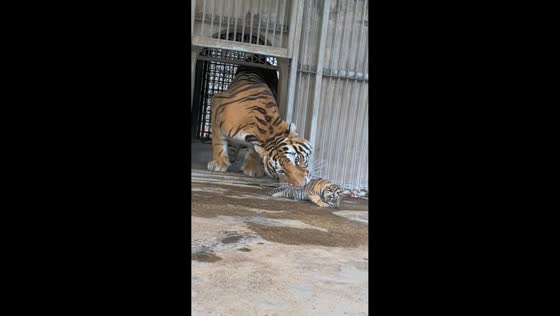 Mother tiger retrieves wandering cub back to safety inside zoo enclosure in Henan, China