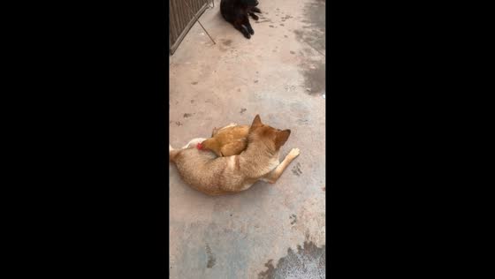 Chicken gently pecks dog’s fur in a playful moment in Guangxi, China