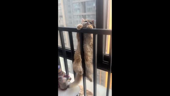 Cat gently falls onto another cat from window railings in Henan, China
