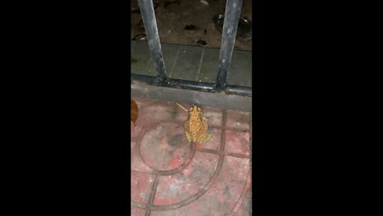 Large frog makes repeated attempts to climb over metal fence in Hainan, China