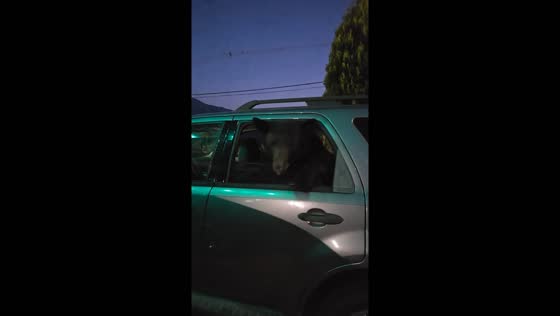 Bear encounter in Gatlinburg
