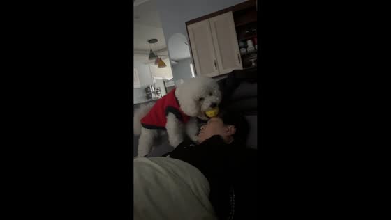 Bichon Frise wakes sleeping owner with playful ball trick in Hunan, China