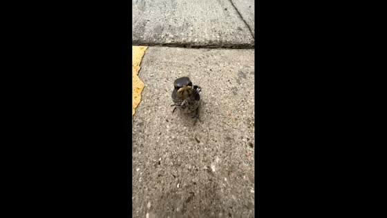 Bird calmly stares into camera in Hammond, Louisiana, USA