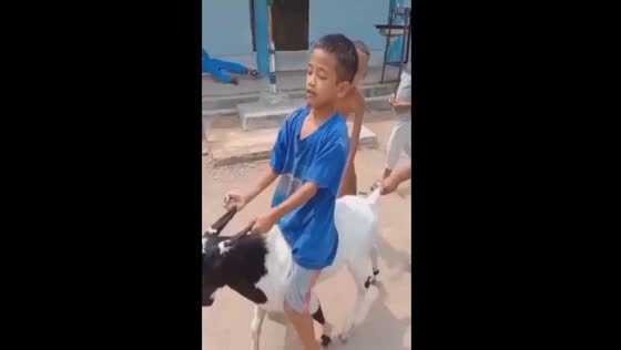Kid's goat riding adventure takes a dangerous turn: a fall on the stomach
