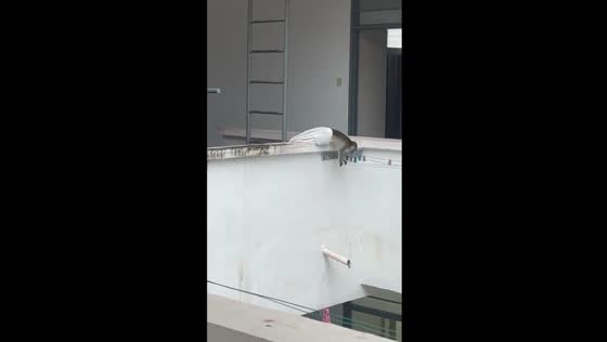 Monkey mishap: a hilarious encounter with clothes-thieving primate at UUM, Malaysia