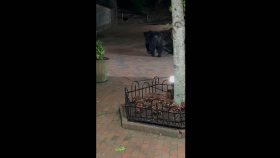 Bear spotted in Gatlinburg village