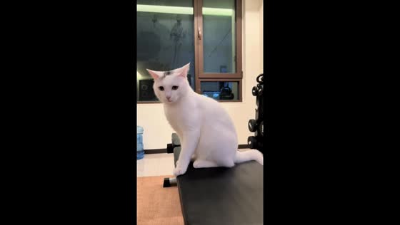 Cat smacks man’s hand after rude gesture in Hebei, China