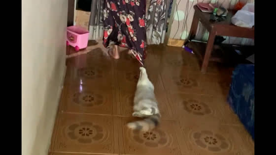 Cat clings to woman's skirt as she walks in Batang, Central Java