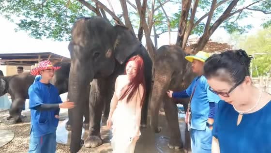 Elephants push woman during playful interaction in Thailand