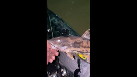 Unveiling the mystery: claw-scaled fish from the depths of the Madeira River