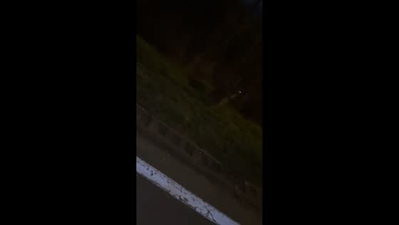 Kangaroo jumps across the road in Ambarès-et-Lagrave, France