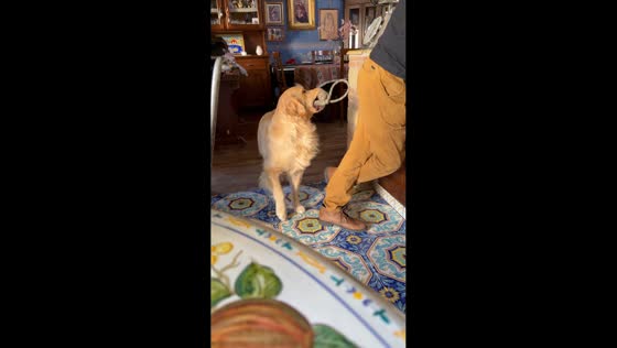 Playful dog with grandpa in Napoli, Italy 