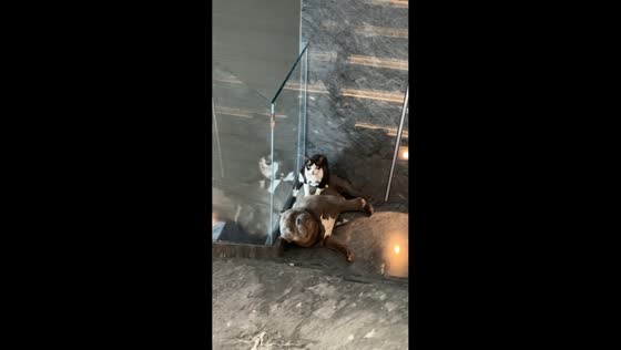 Cat caught massaging dog on the stairs in Zhejiang, China