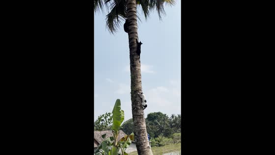 Three cats climb tree to escape dogs in Yogyakarta, Indonesia