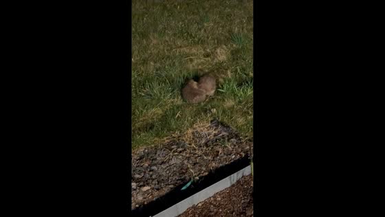 Two hedgehogs playfully fight on the grass in Völklingen, Germany