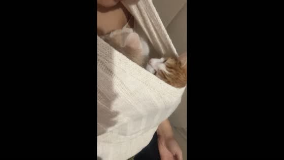 Cozy cat duo: Turkish felines take a snooze in owner's shirt