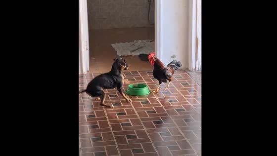 Dog and rooster fight over food in Jequitinhonha