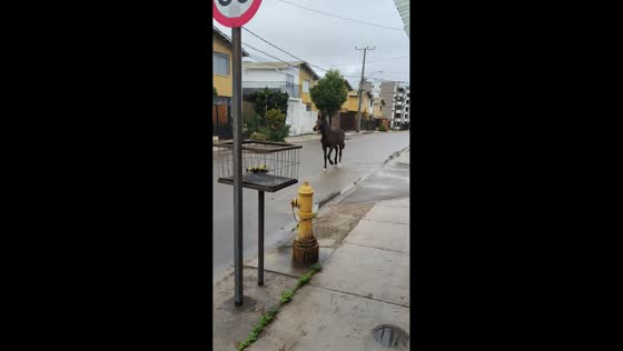 Foal slips on smooth pavement while running through neighborhood in Coquimbo, Chile