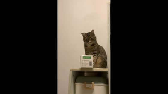 Cat pushes box to make it fall on display rack in Guangdong, China