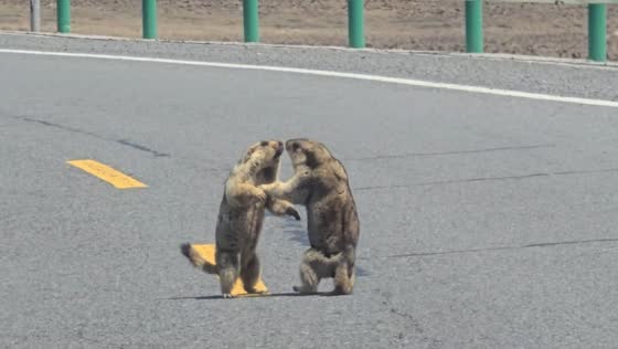 Groundhogs block road during fight in Gansu, China