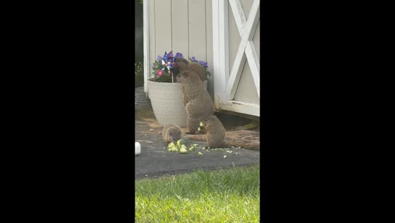 Curious baby groundhog climbs flowerpot while family snacks in Delaware, USA