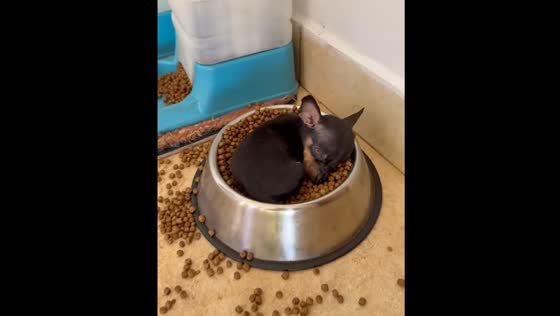 Puppy found sleeping in food bowl in Goiânia