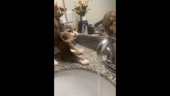 Cat pulls hair band from sink tap in Portland, Texas