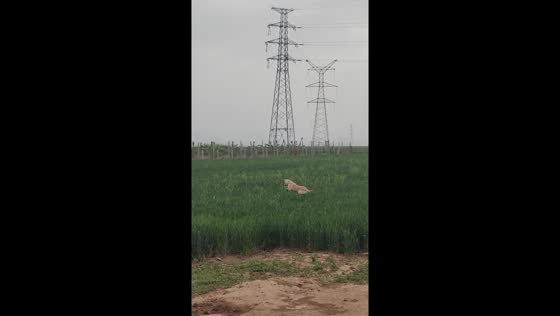 Joyful pup frolics through wheat field: a whimsical scene