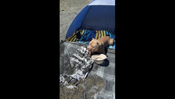 Dramatic canine tactics: sleepy pup strategically shifts spot to dodge digging pal's soil splash