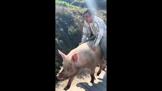 Man enjoys a playful ride on a pig in Guizhou, China