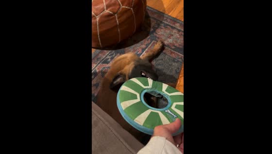 Topsy-turvy dog antics caught on camera