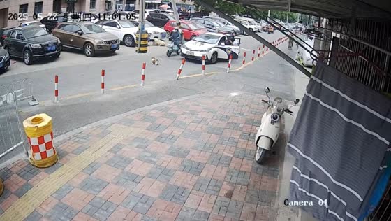 Dog blocks road and halts traffic in Tianjin, China