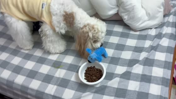 Dog adorably places plush toy beside food bowl as if sharing its meal in Guangdong, China