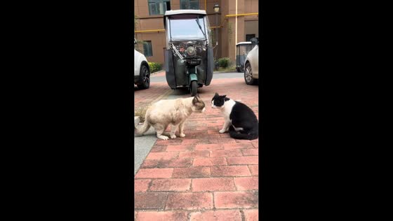 Two cats interact in amusing street encounter in Henan, China