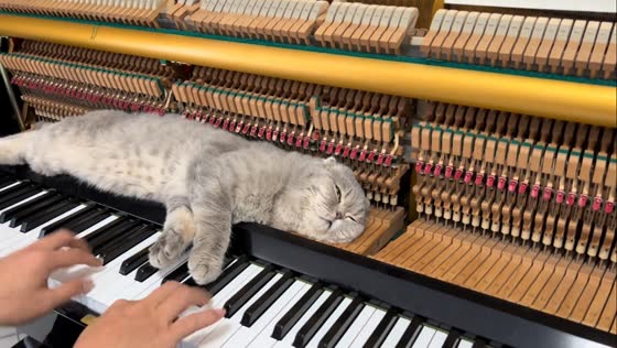 Cat relaxes on piano despite sudden notes in Liaoning, China