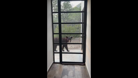 Bear spotted outside the back door in Arteaga, Coahuila, Mexico