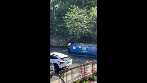 Two bears fight over garbage bag in Gatlinburg, Tennessee