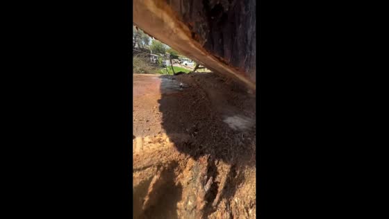 Water flows continuously from cracked tree in Arizona, USA