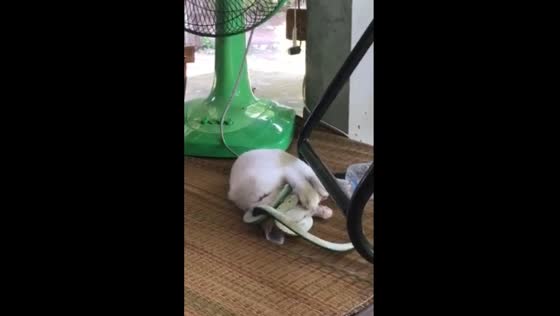 Cat plays with fake snake in Thailand