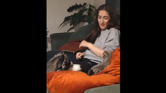 Cat and dog interaction causes playful chaos in Iran