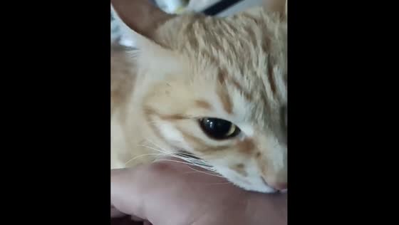 Cat’s surprise after attempting to bite owner in Yunnan, China